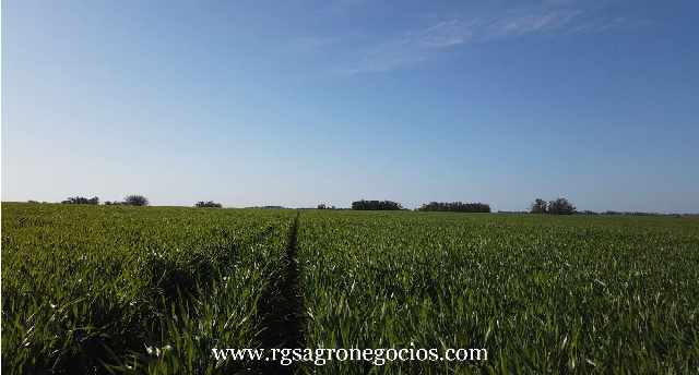 Foto 1 - No Uruguai - 1000 has soja-arroz e gado